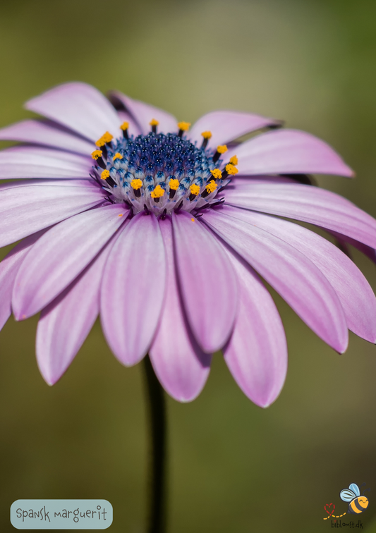 Spansk Marguerit - dimorphoteca sinuata