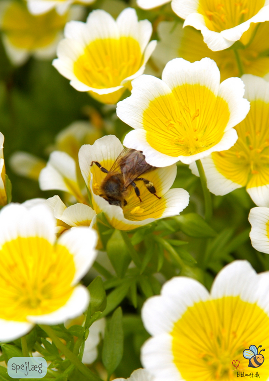 Spejlæg - Limnanthes douglasii