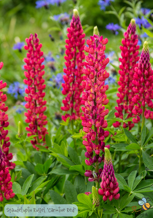 Staude Lupin - Lupinus Polyphyllus 'The Pages' Carmine Red 'Russel Strain'