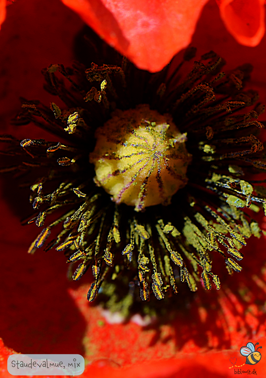 Staudevalmue - Papaver orientale 'Special Mix'