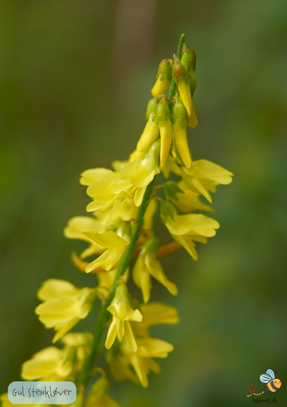 Stenkløver Gul - melilotus officinalis