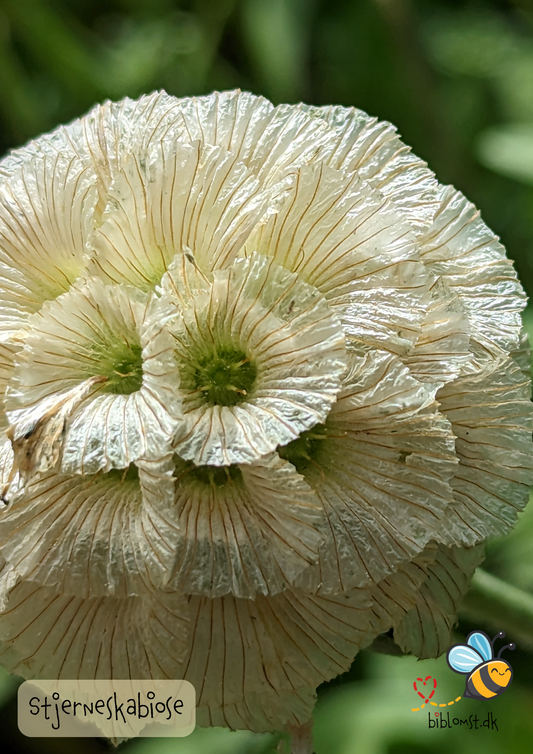 Stjerneskabiose – Scabiosa stellata