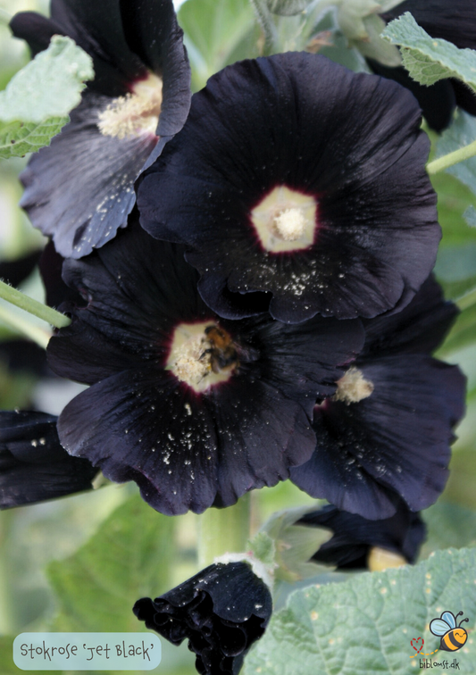 Stokrose - Alcea rosea 'Jet Black'