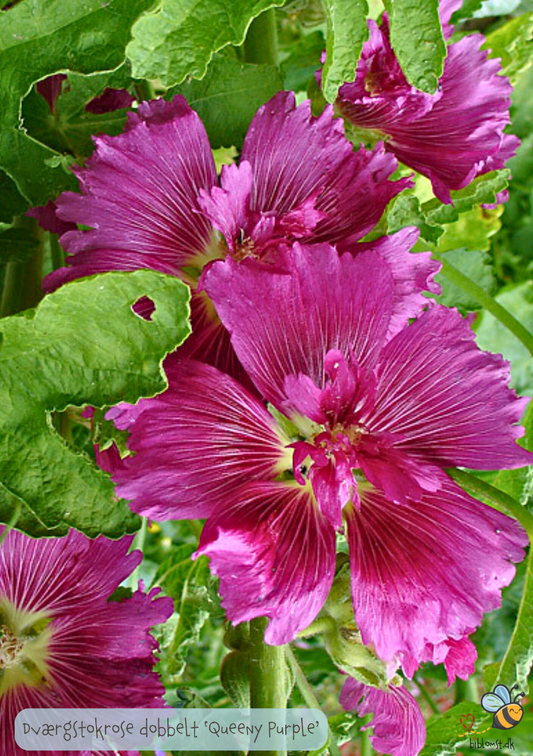 Stokrose MINI Dobbelt "queeny purple" - Alcea Rosea