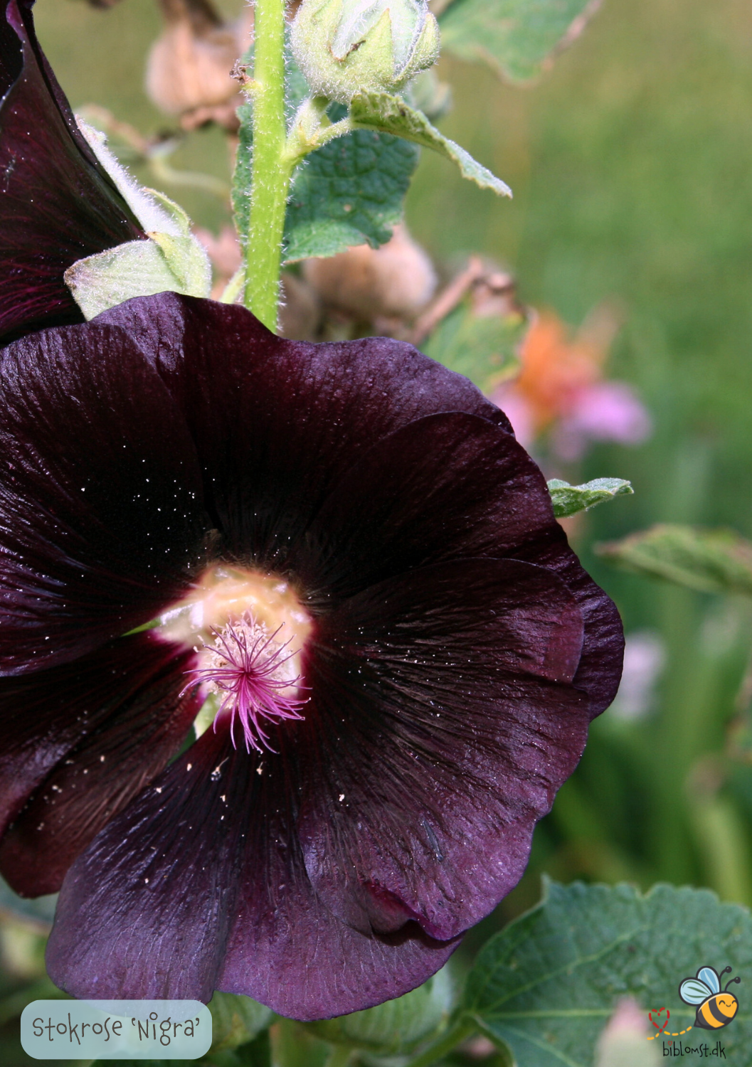 Stokrose Sort - Alcea rosea Nigra