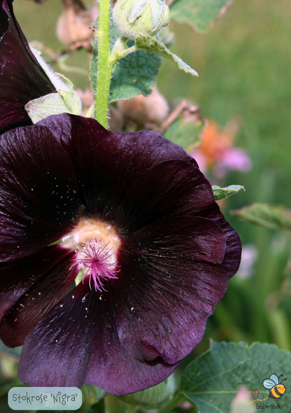 Stokrose Sort - Alcea rosea Nigra