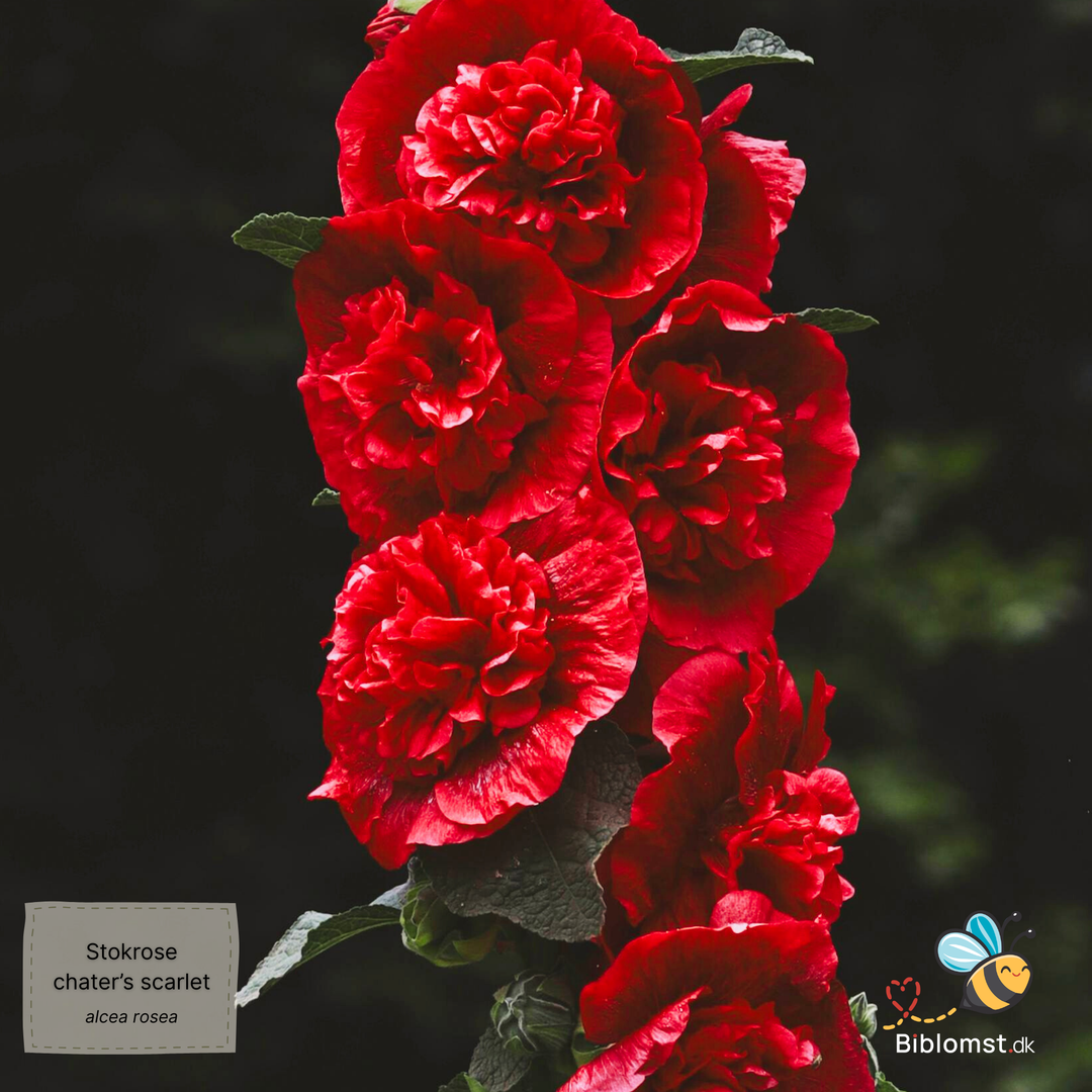 Stokrose – Alcea rosea ’Chater’s Scarlet’