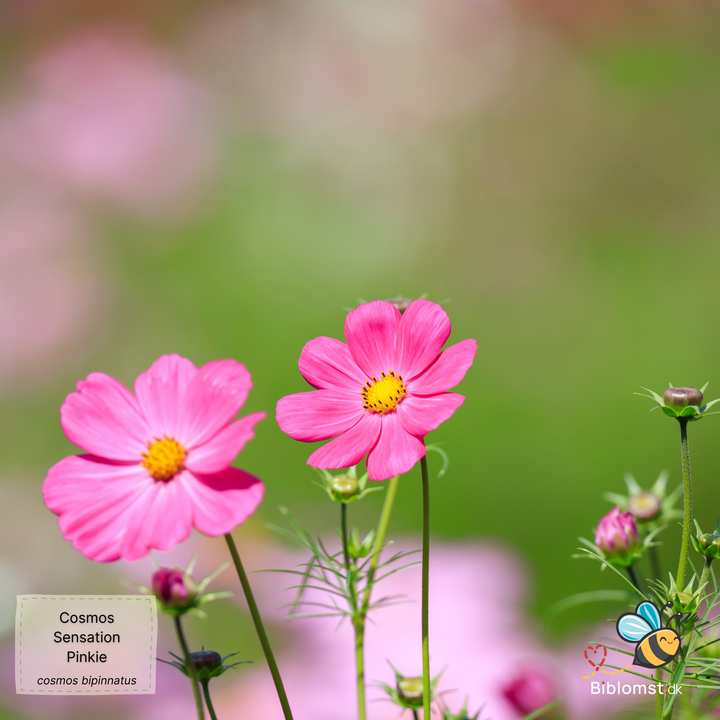 Stolt Kavaler 'sensation pinkie' - Cosmos bipinnatus