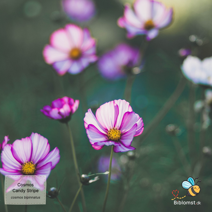 Stolt kavaler - Cosmos bipinnatus 'Candy Stripe'