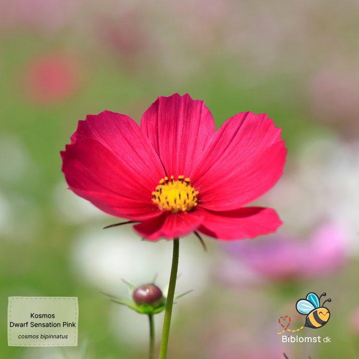 Stolt kavaler – Cosmos bipinnatus ’Dwarf Sensation Pink’