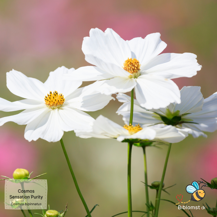 Stolt kavaler – Cosmos bipinnatus ’Sensation Purity’