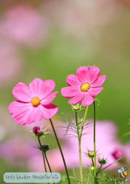 Stolt kavaler 'Sensation Mixed' – Cosmos bipinnatus