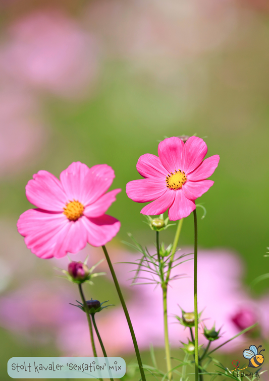 Stolt kavaler 'Sensation Mixed' - Cosmos bipinnatus