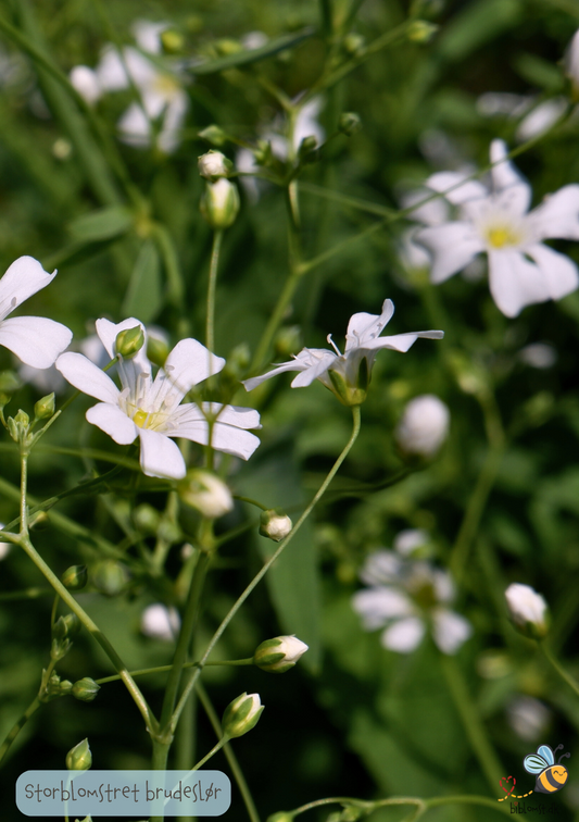 Storblomstret Brudeslør -  mix - Gypsophila elegans