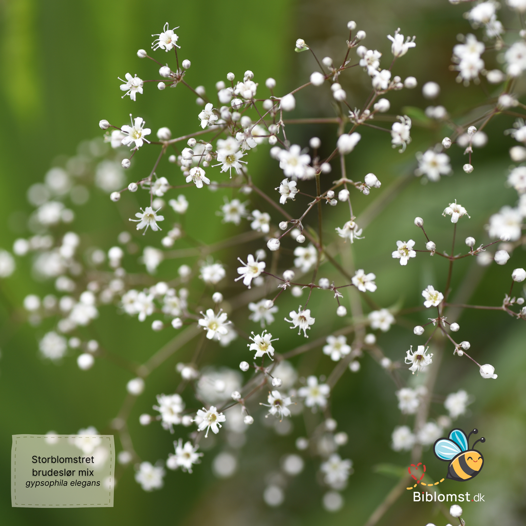 Storblomstret Brudeslør -  mix - Gypsophila elegans