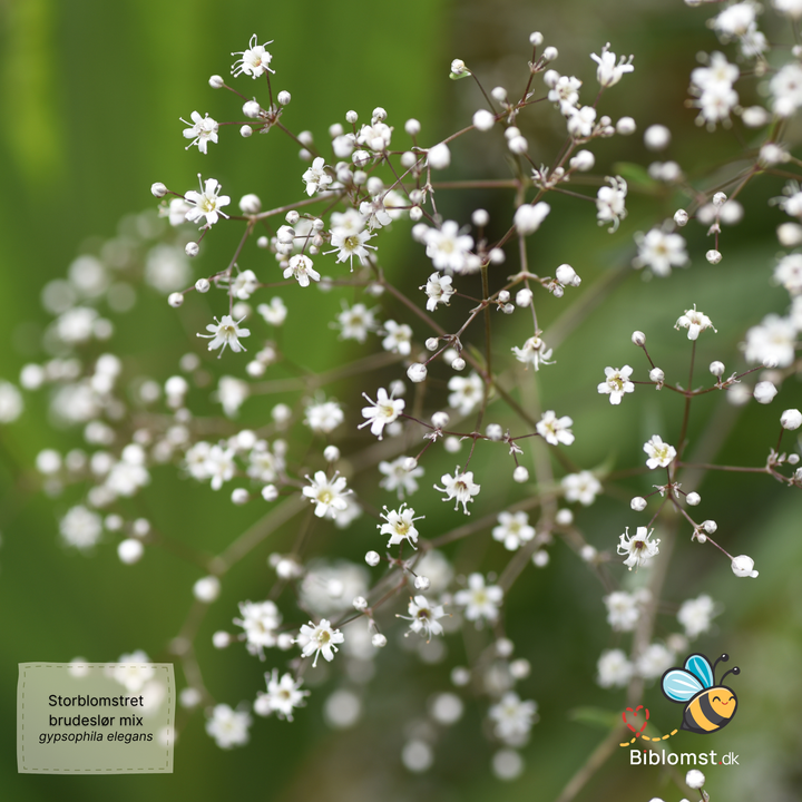 Storblomstret Brudeslør -  mix - Gypsophila elegans