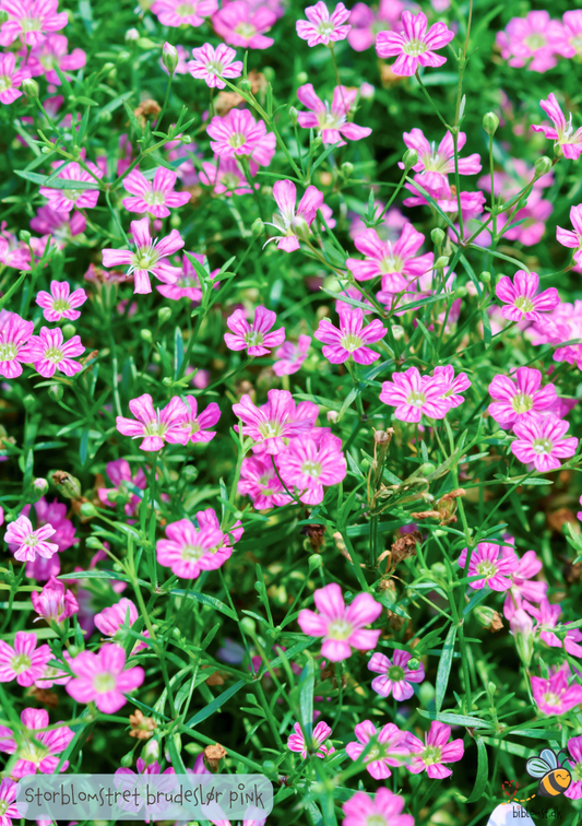 Storblomstret brudeslør 'Rosa' - Gypsophila elegans