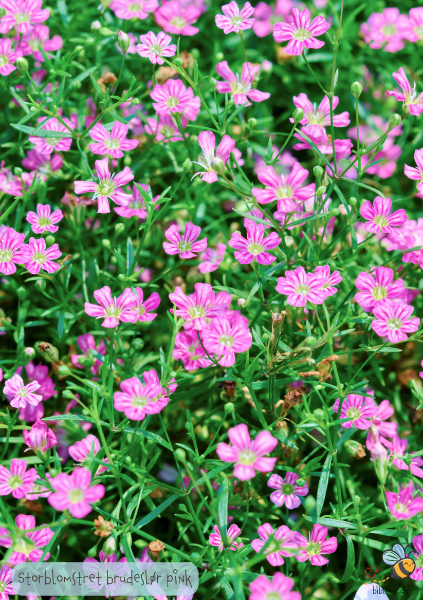 storblomstret-brudesl-r-rosa-gypsophila-elegans-biblomst