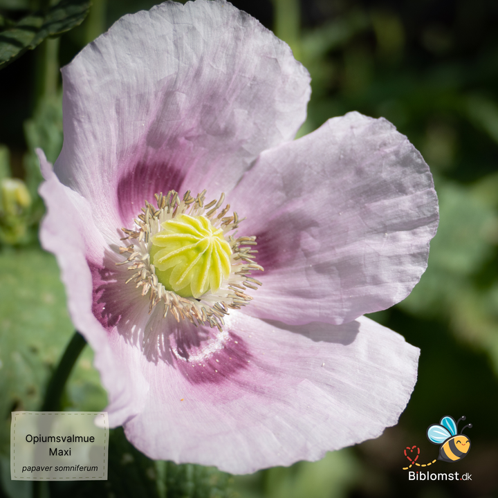 Storblomstret opiumsvalmue  MAXI – Papaver somniferum ’Maxi’