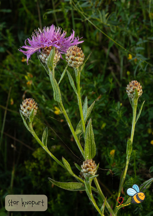 Stor knopurt – Centaurea scabiosa