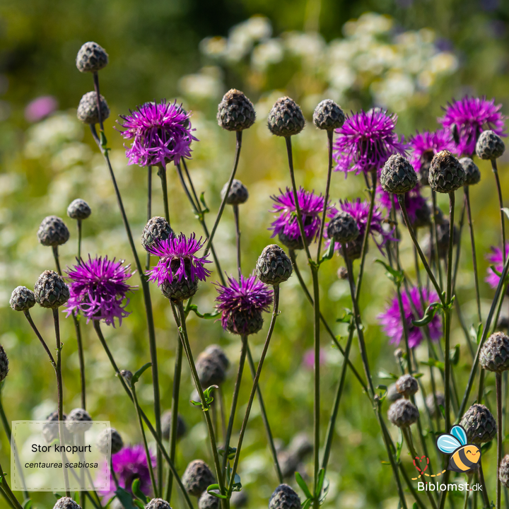 Stor knopurt – Centaurea scabiosa
