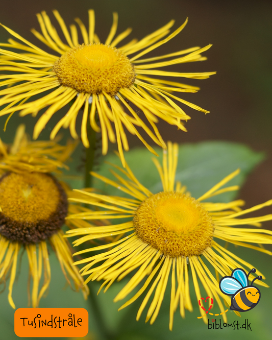Stor tusindstråle – Telekia speciosa