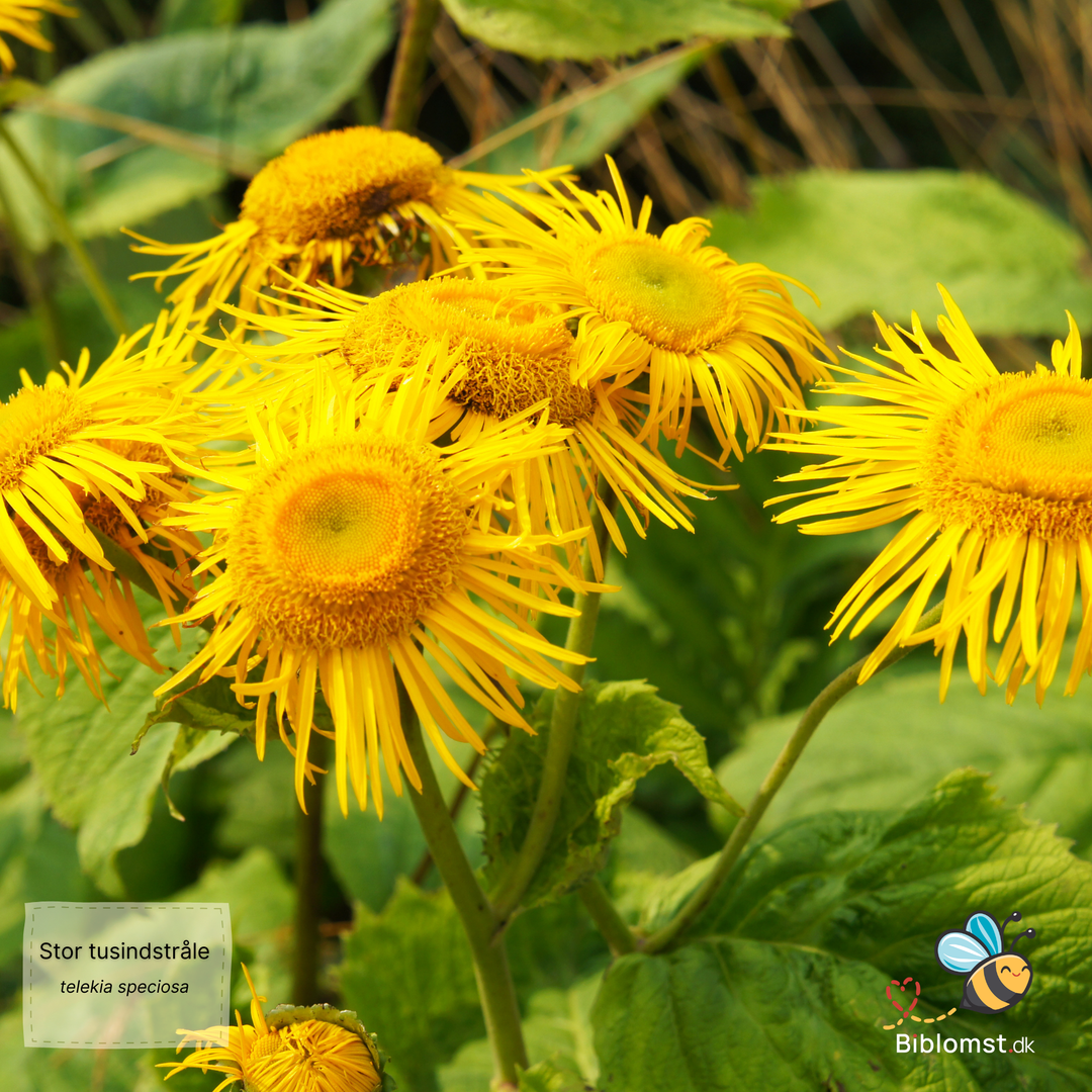 Stor tusindstråle – Telekia speciosa