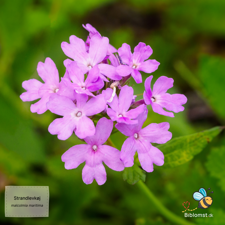 Strandlevkøj - malcolmia maritima