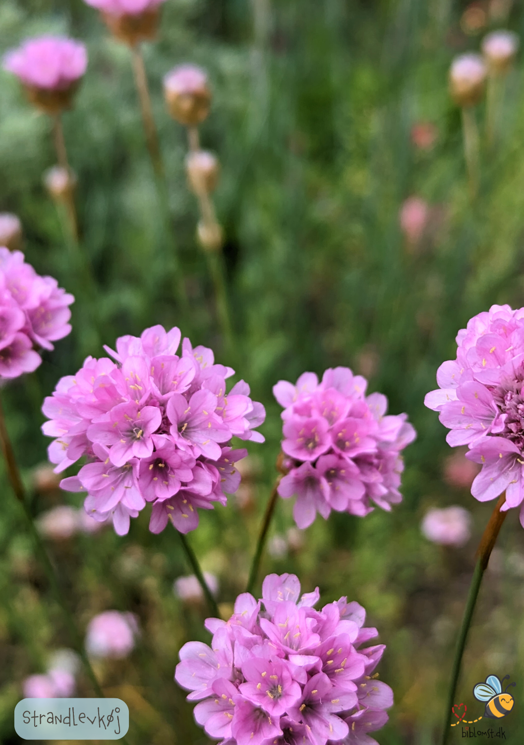 Strandlevkøj - malcolmia maritima