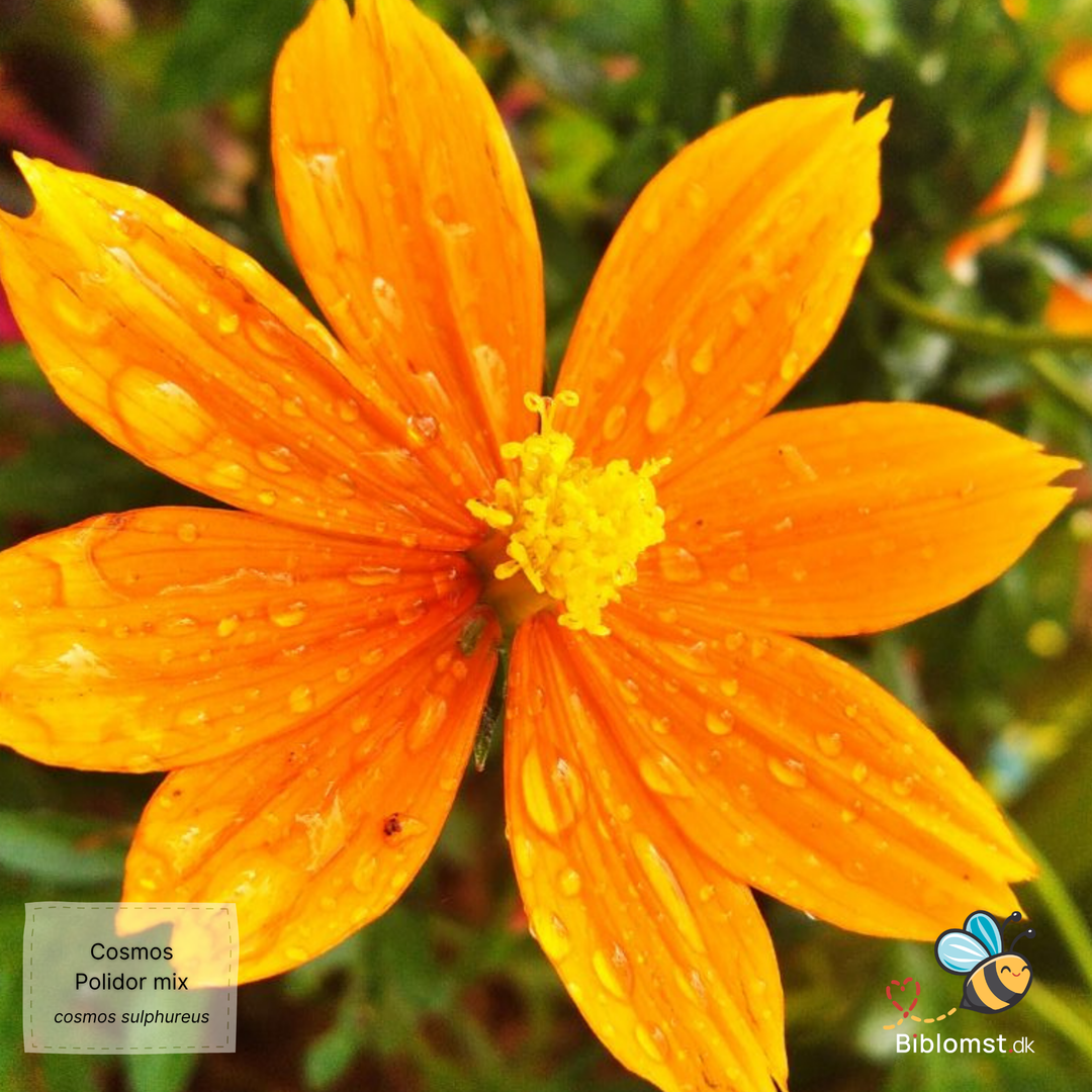 Svovlgul Kosmos - cosmos sulphureus polidor mixed