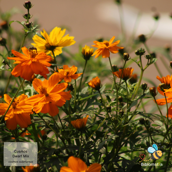 Svovlgul kosmos – Cosmos sulphureus ’Dwarf Mix’