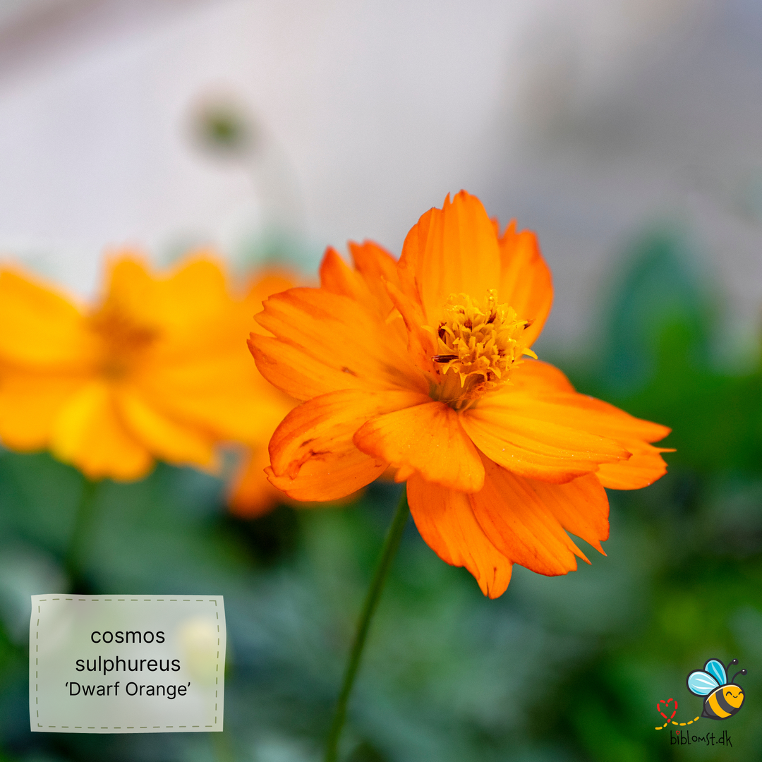 Svovlgul kosmos – Cosmos sulphureus ’Dwarf Orange’