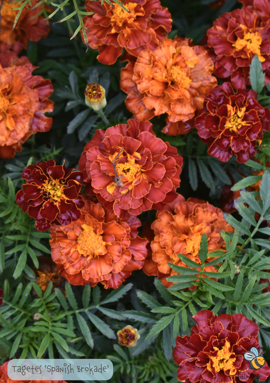 Tagetes erecta 'Spanish Brocade'