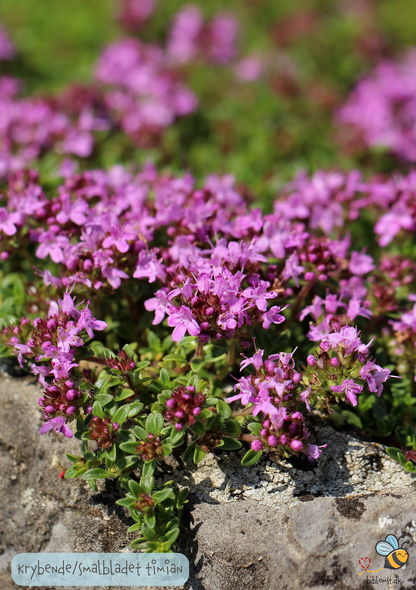 Timian 'Purple Creeping' - thymus serpyllum