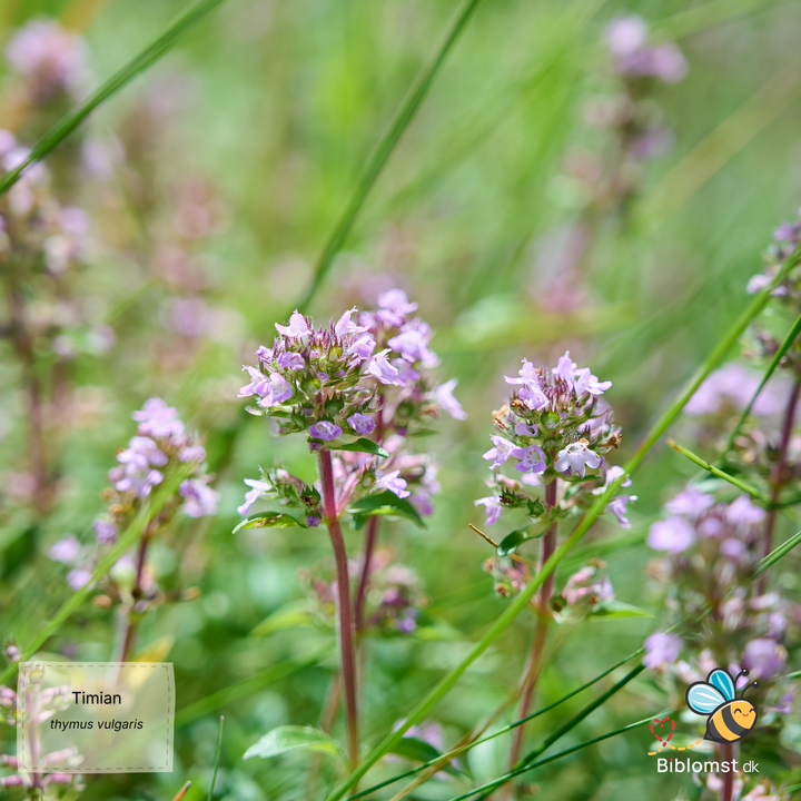 Timian - thymus vulgaris