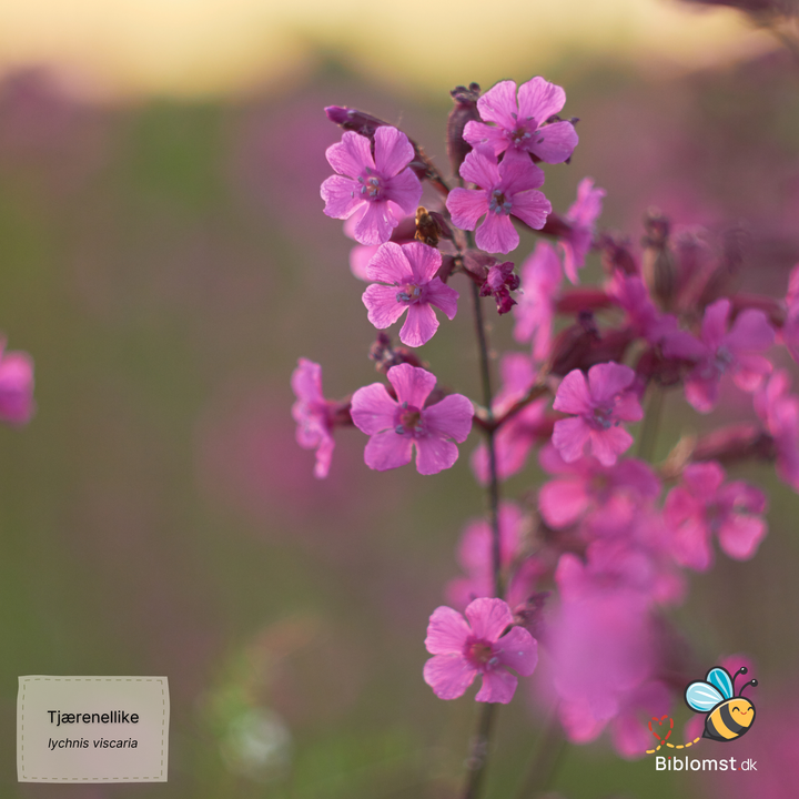 Tjærenellike - lychnis viscaria