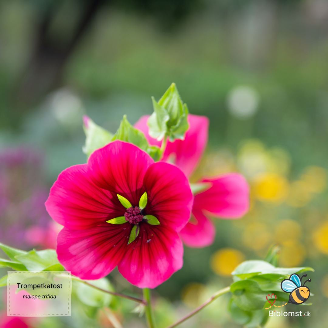 Trompetkatost – Malope trifida (mix)