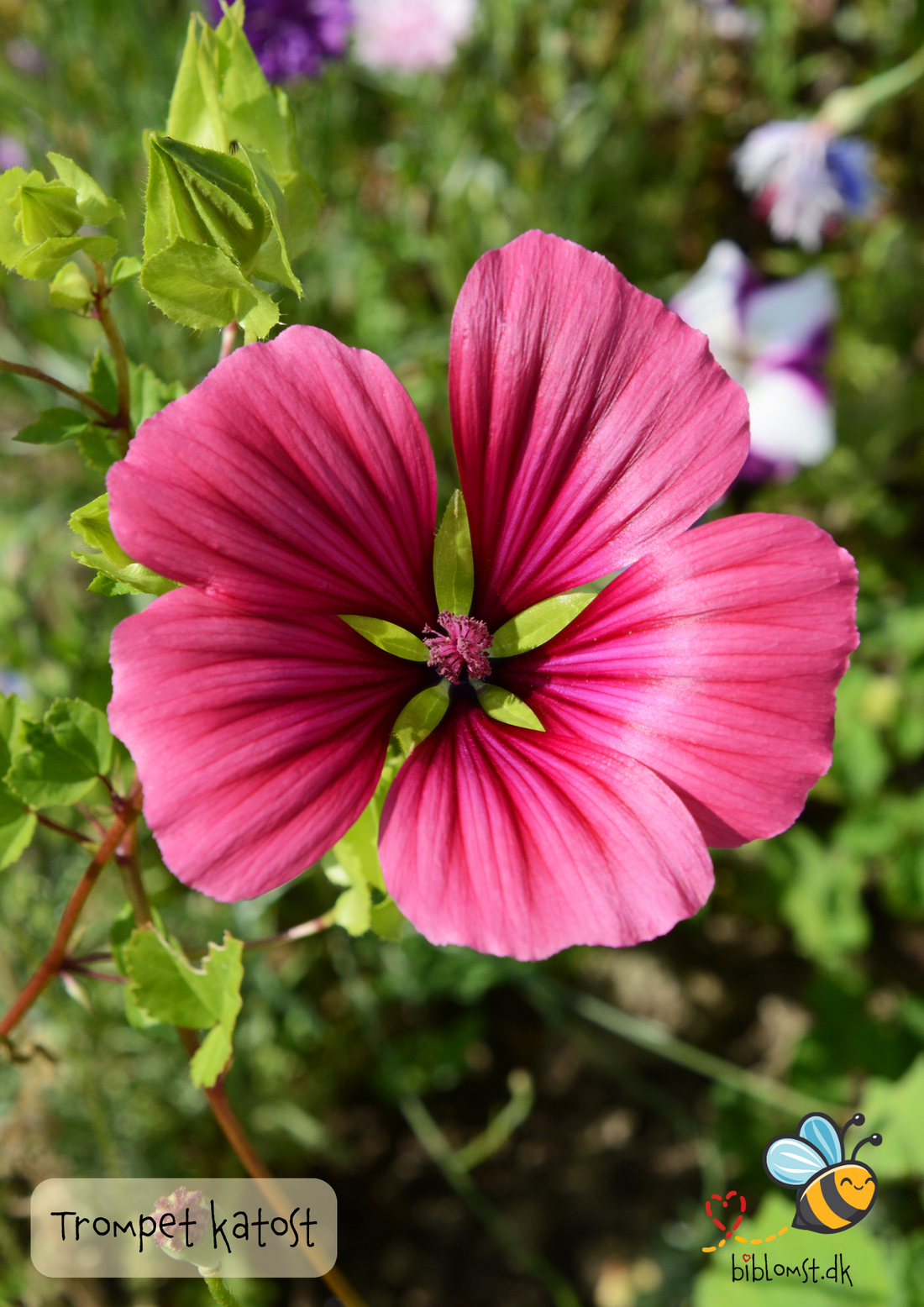Trompetkatost – Malope trifida (mix) – biblomst