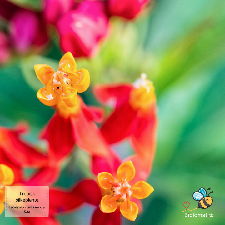 Tropisk silkeplante – Asclepias curassavica ‘Red’