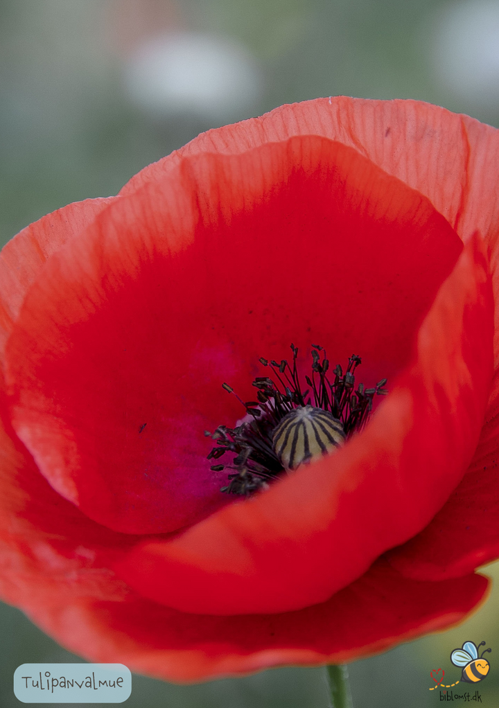 Tulipanvalmue - papaver glaucum