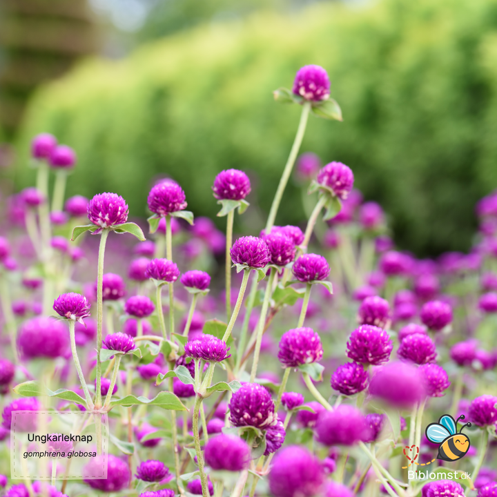 Ungkarleknap – Gomphrena globosa