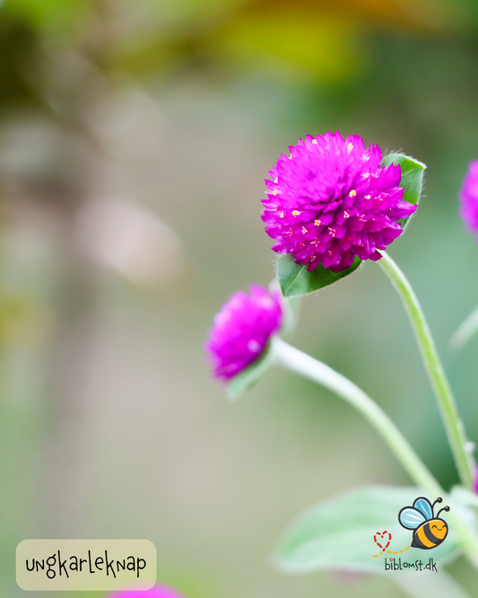 Ungkarleknap – Gomphrena globosa