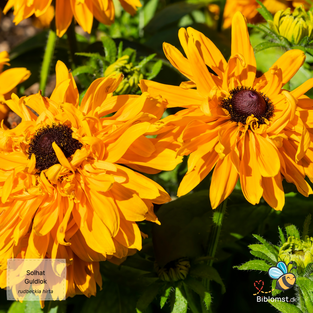 Solhat Guldlok - Rudbeckia hirta 'goldilocks'