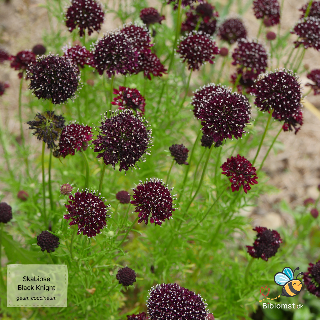 Skabiose 'Black Knight' – Scabiosa atropurpurea