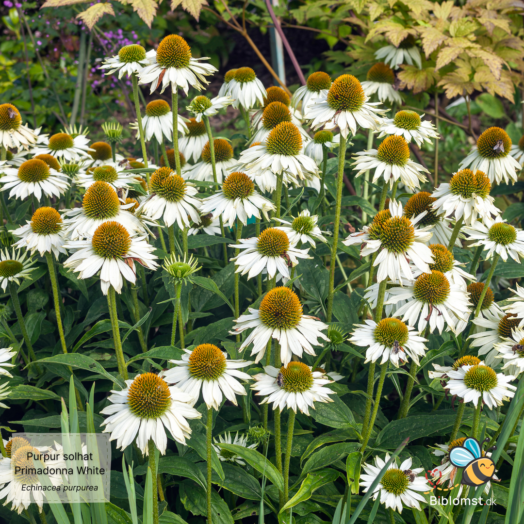 Hvid Purpur Solhat – Echinacea purpurea ‘Primadonna White’