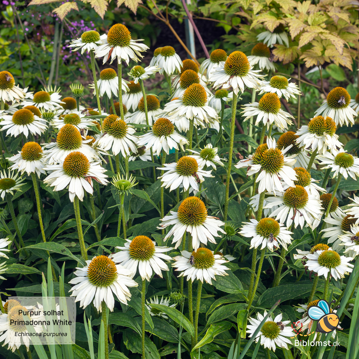 Hvid Purpur Solhat – Echinacea purpurea ‘Primadonna White’