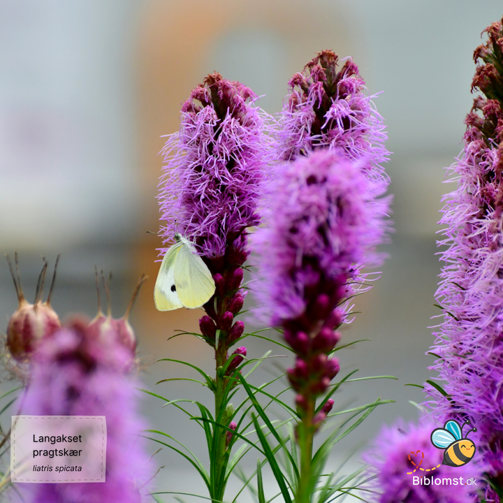 Langakset pragtskær Pink - Liatris spicata