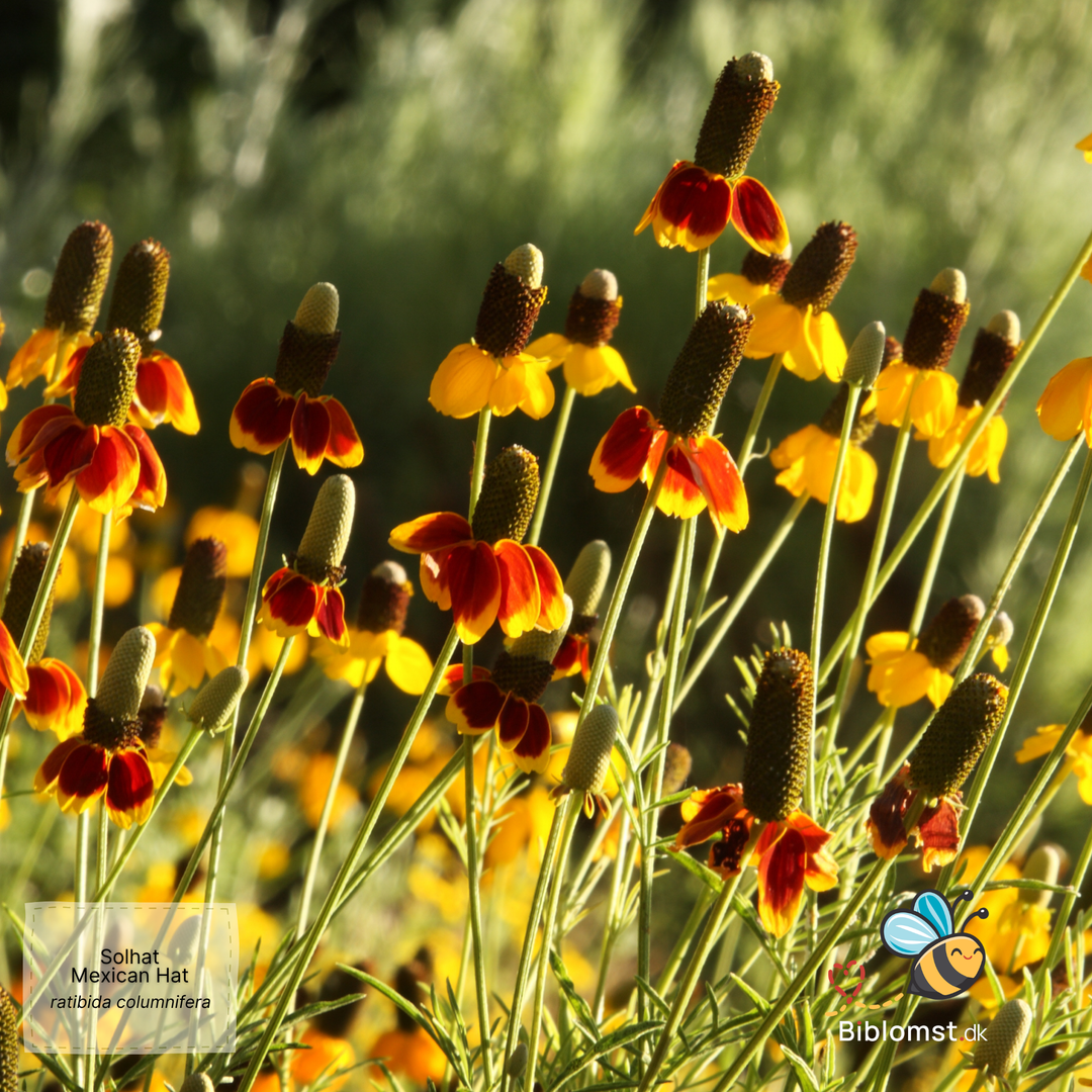 Solhat Mexican Hat - Ratibida columnifera