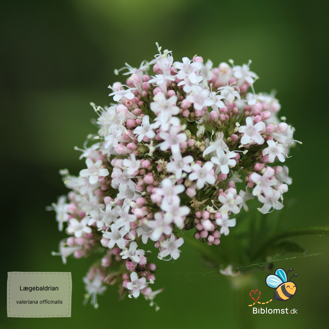 Lægebaldrian - Valeriana officinalis