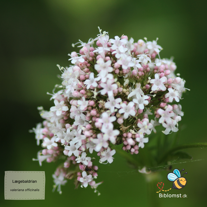 Lægebaldrian - Valeriana officinalis